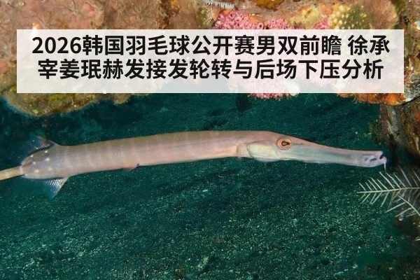 2026韩国羽毛球公开赛男双前瞻 徐承宰姜珉赫发接发轮转与后场下压分析